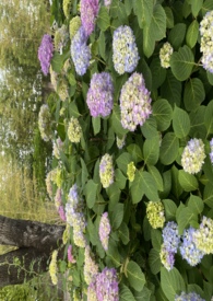 独家村的村花